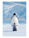 Penguin and Chick - Birinci Sınıf Giclee Baskı Penguin and Chick - Birinci Sınıf Giclee Baskı