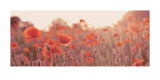 Field of Poppies Art by Ian Winstanley
