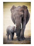 Elephant and Baby Giclee Print