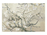 Blühende Mandelbaumzweige, San Remy, ca. 1890 (hellbraun) Giclée-Premiumdruck von Vincent van Gogh