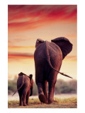 Elephant Walking with Calf Giclee Print
