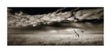 Masai Mara Giraffe Posters by Ian Cumming