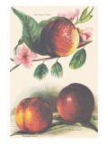 A Study of Nectarines Lámina giclée de primera calidad