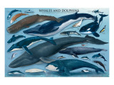 Whales and Dolphins Giclee Print