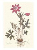 Star Anemone Lámina giclée