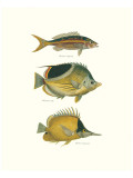 Tropical Fish I Premium Giclee Print by Georges Cuvier