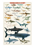 Dangerous Sharks Giclee Print