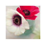 Red and White Anemones Affiches par Ian Winstanley