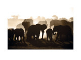 Troupeau d'éléphants Art par Theo Allofs