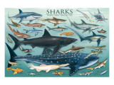 Sharks Giclee Print