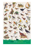 Birds of Fields and Gardens Giclee Print