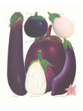 Eggplant Giclee Print