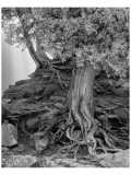 Gooseberry Tree Black and White Premium Giclee-trykk av Danny Burk