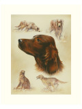 Irish Setter Giclee Print by Libero Patrignani