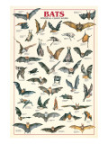 Morcegos Impressão giclée premium