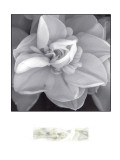 Rose for Romance II Lámina giclée por Richard Sutton Rose for Romance II Lámina giclée por Richard Sutton