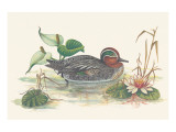 Mallard Duck Giclee Print