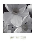 Narcissi for the Wedding II Giclée-Premiumdruck von Richard Sutton