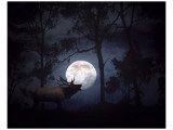All is Calm, All is Bright Giclee Print by Stephanie Laird