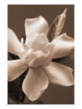 Magnolia in Sepia reproduction procédé giclée par Christine Zalewski