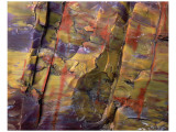 Petrified Wood II Premium Giclee-trykk av Danny Burk