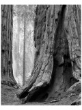 Sequoia Trunks and Beams II Premium Giclee-trykk av Danny Burk
