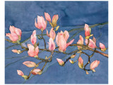 Magnolia Branch Giclee Print by Sharon Pitts