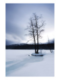 Lake of Woods Tree II Impressão giclée premium por Shane Settle