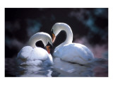 Swans Premium Giclee Print by Stephanie Laird