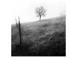 Tree and Fence I Impressão giclée premium por Shane Settle