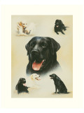 Labrador Giclee Print by Libero Patrignani