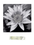 Charming Waterlily Lámina giclée por Richard Sutton Charming Waterlily Lámina giclée por Richard Sutton