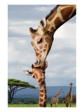 Giraffe Kissing Baby Giclee Print