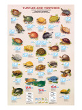 Turtles and Tortoises Giclee Print