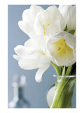 White Tulips Bouquet Lámina giclée de primera calidad por Christine Zalewski