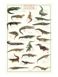 Crocodiles and Alligators Premium Giclee Print