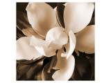 Magnolia Close Up I Premium Giclee Print by Christine Zalewski