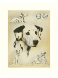 Dalmatian Giclee Print by Libero Patrignani