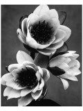 White Water Lily Lámina giclée