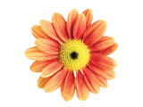 Orange Gerbera Giclee Print by Christine Zalewski