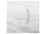 Twig Hyatt Lake Premium Giclee Print by Shane Settle