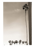 Tall Palm Impressão giclée premium por Shane Settle