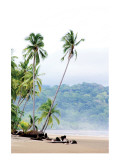 Costa Rica Palms Giclee Print by Shane Settle