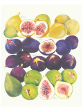 Figs and Dates Giclee Print
