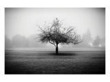 Playground Tree Impressão giclée premium por Shane Settle