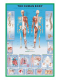 Human Body Giclee Print