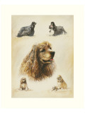 Cocker americano Lámina giclée por Libero Patrignani Cocker americano Lámina giclée por Libero Patrignani