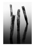 Four Pier Pilings Giclee Print by Shane Settle