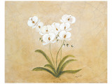 Flower I Premium Giclee-trykk av Brigitte Beliose Flower I Premium Giclee-trykk av Brigitte Beliose