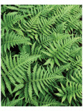 Beaver River Ferns Premium Giclee-trykk av Danny Burk